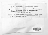 Eutypa ludibunda image